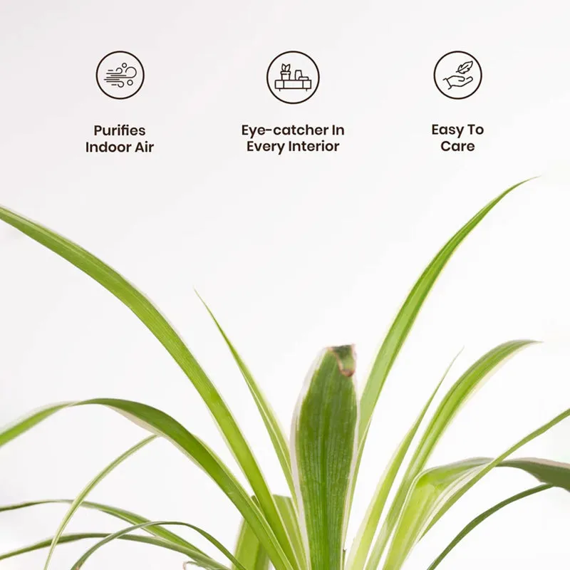 Kyari Spider Plant With Self Watering Pot media 5