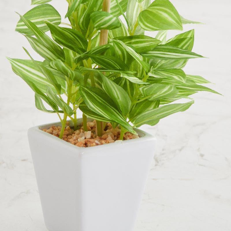 Wandering Jew Faux Bonsai (20 cms) - Green media 3