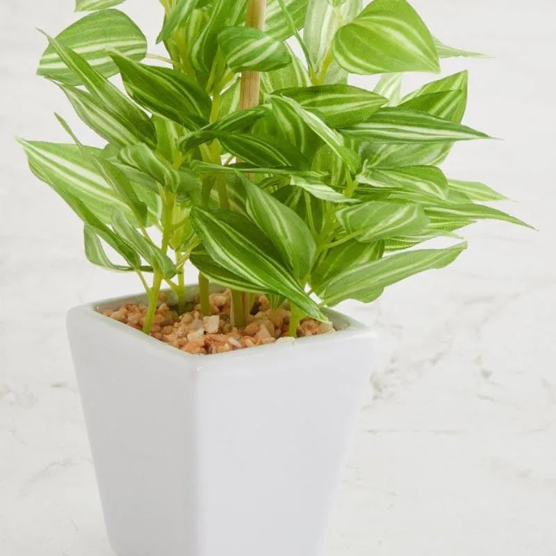 Wandering Jew Faux Bonsai (20 cms) - Green media 3