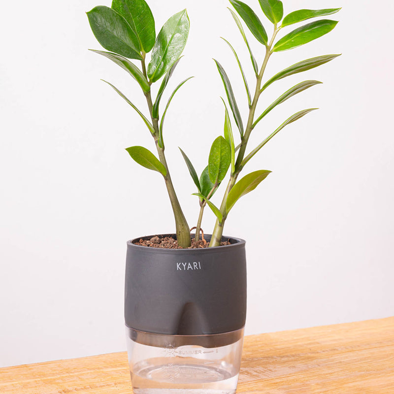 Kyari Zamioculcas Zamiifolia (ZZ) Plant With Self Watering Pot (Grey) - 18 cm media 6