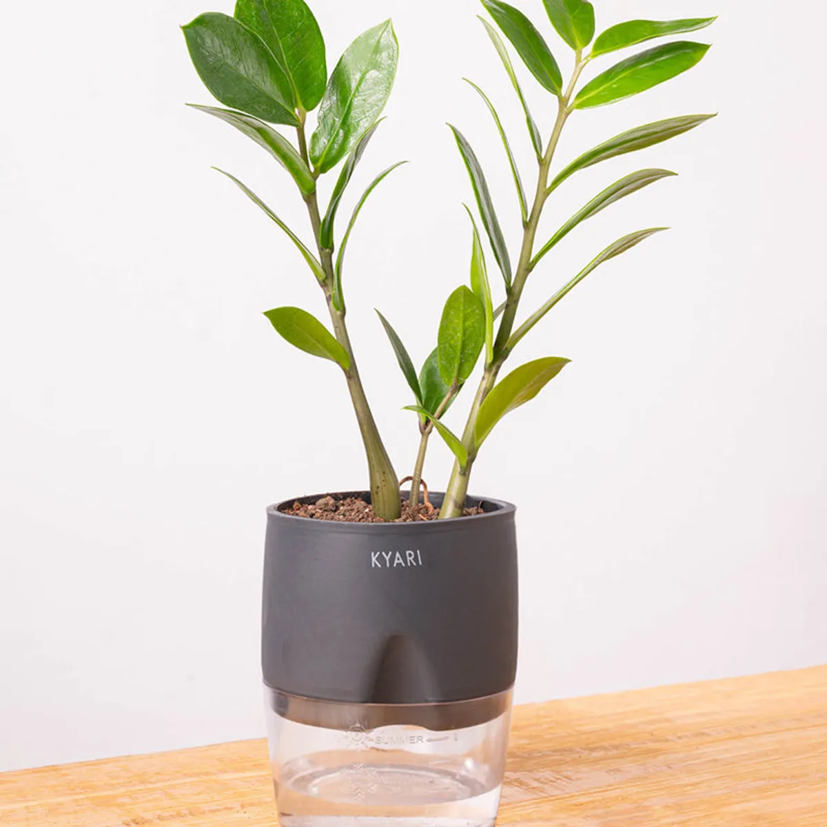 Green ZZ plant in a grey pot against a white background