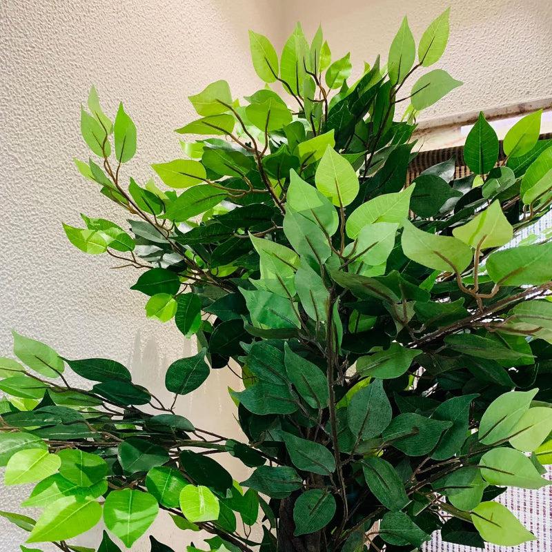 Faux Ficus Tree With Black Plastic Pot - 5.91 ft media 5