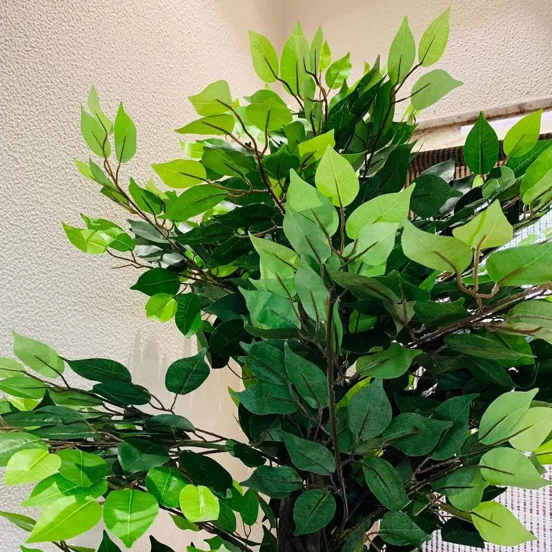 Faux Ficus Tree With Black Plastic Pot - 5.91 ft media 5