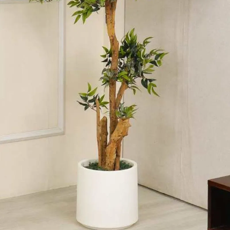 Artificial Ruscus Plant Without Pot - 6.2 Feet media 4