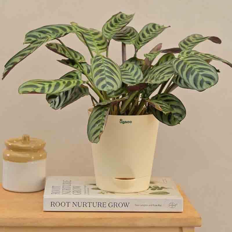 Ugaoo Calathea Burle Marxii Plant media 5