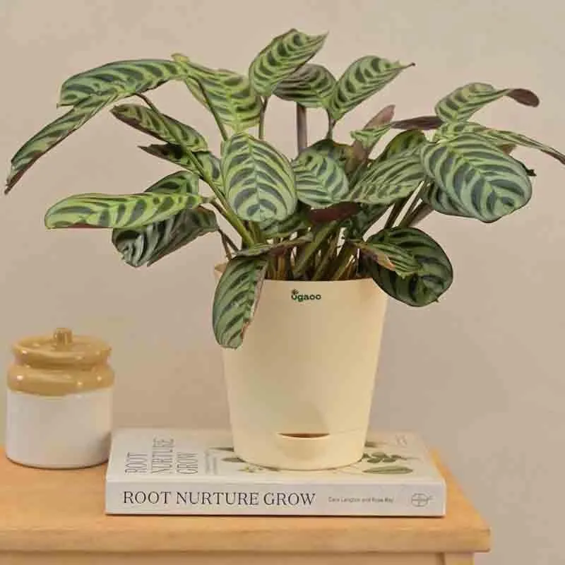 Ugaoo Calathea Burle Marxii Plant media 5