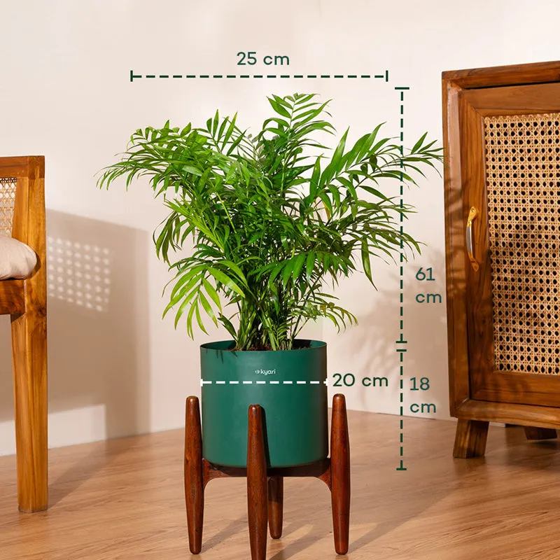 Kyari Areca Palm With Metal Self Watering Pot (Green) - 2.5 Feet media 5