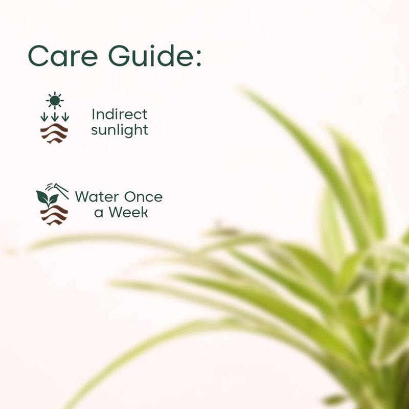 Kyari Spider Plant With Self Watering Pot - Black media 6