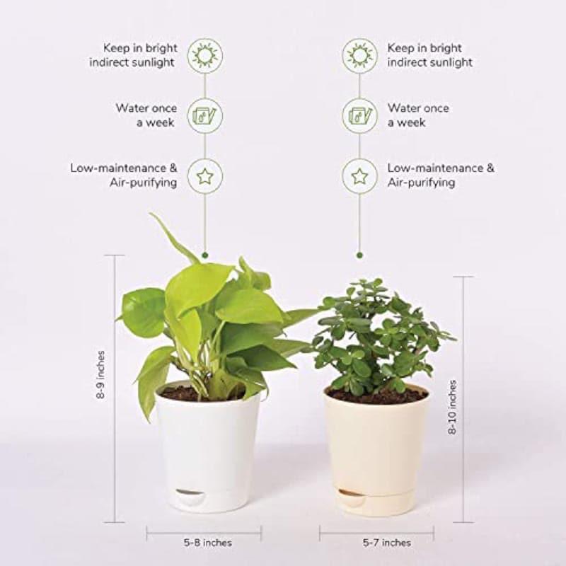 Ugaoo Jade Plant & Money Indoor Plant With Pot - Set Of Two media 3