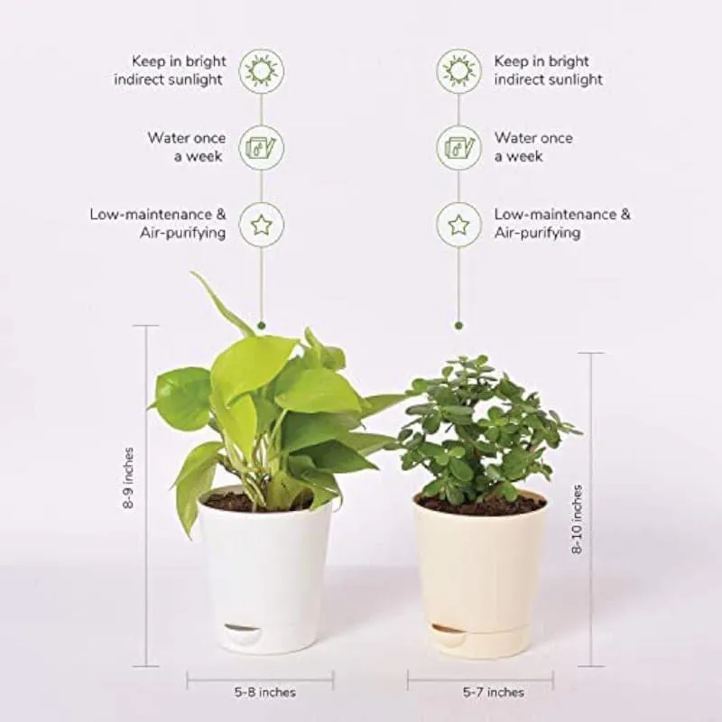 Ugaoo Jade Plant & Money Indoor Plant With Pot - Set Of Two media 3