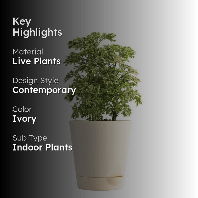 Ugaoo Aralia Variegated Mini Plant media 2