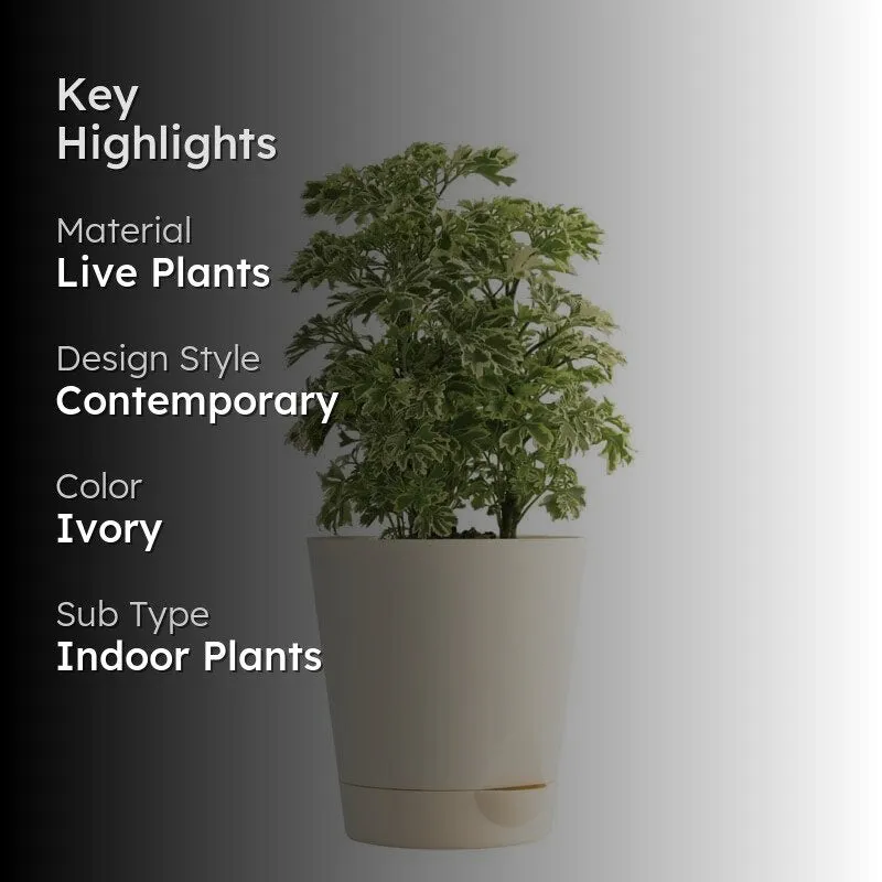 Ugaoo Aralia Variegated Mini Plant media 2