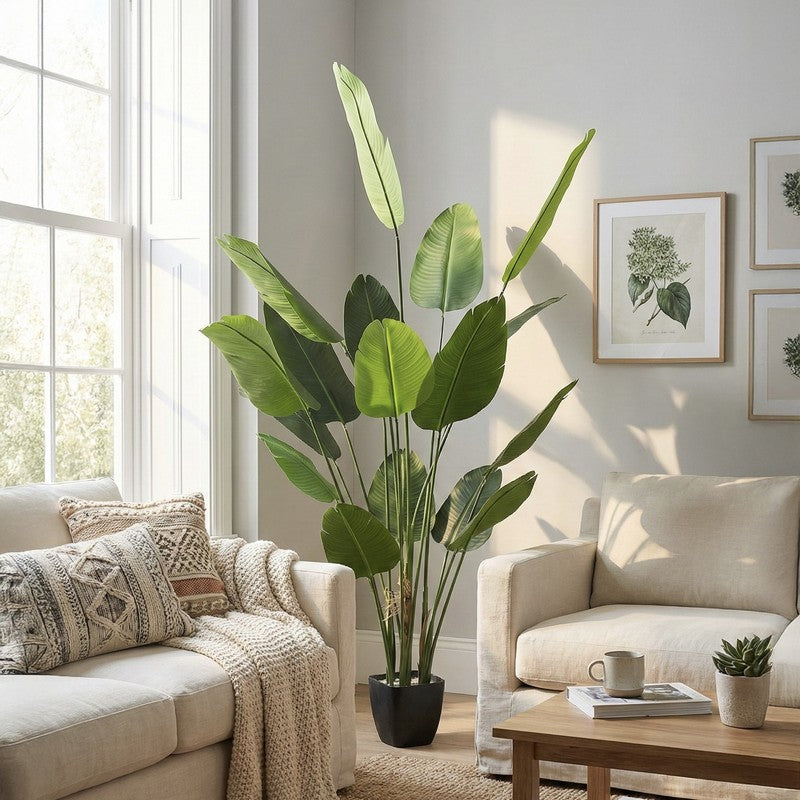 Virella Banana Leaf Palm Plant With Black Plastic Pot - 7.2 ft media 3