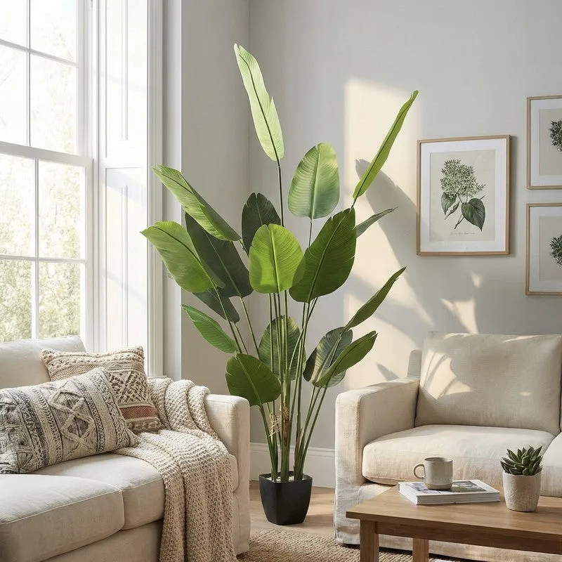 Virella Banana Leaf Palm Plant With Black Plastic Pot - 7.2 ft media 3