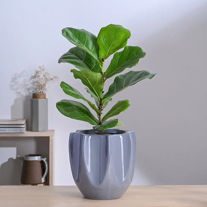Ugaoo Pebble Pod Ceramic Planter - Grey media 2