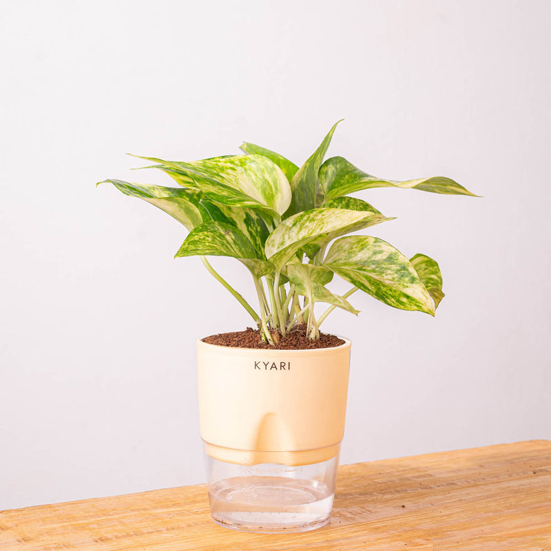 Kyari Money Variegated Plant With Self Watering Pot (Ivory) - 18 cm media 9