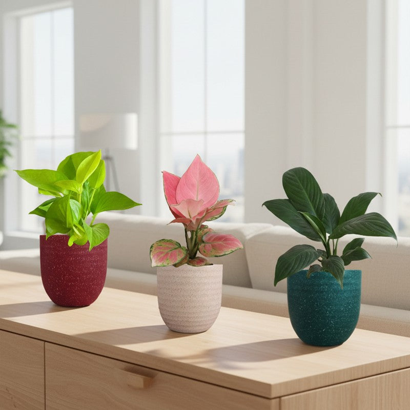 Greenkin Bedroom Live Plants - Set Of Three
