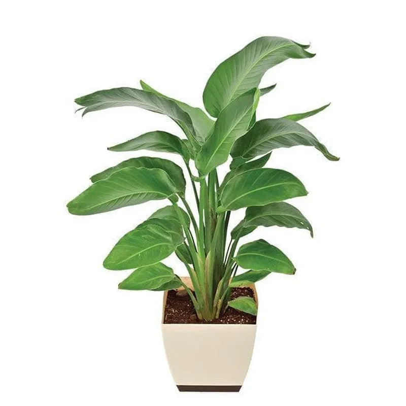 Ugaoo Bird of Paradise Plant - XL media 5