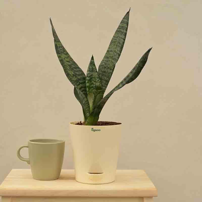 Ugaoo Sansevieria Superba Green - Snake Plant media 7