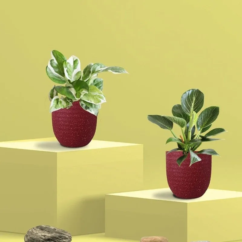 Greenkin Birkin & Njoy Live Plants (Red) - Set Of Two media 3