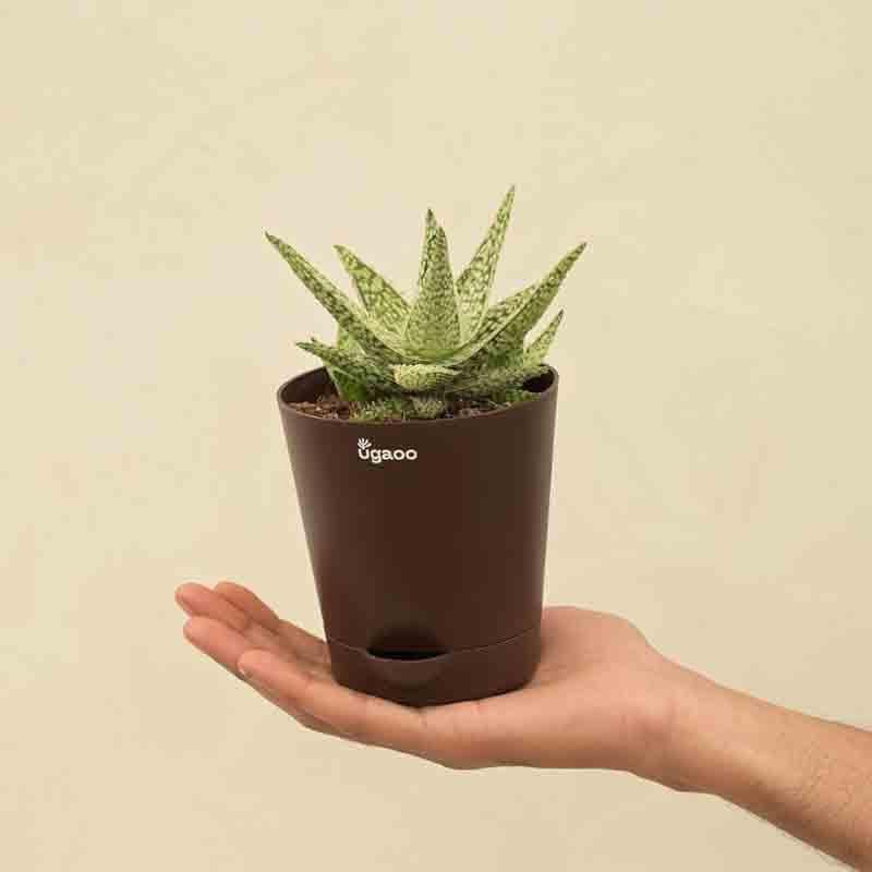 Ugaoo Aloe Blizzard Plant media 4