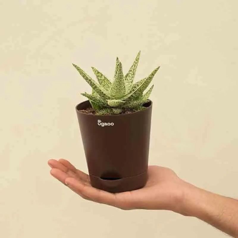 Ugaoo Aloe Blizzard Plant media 4