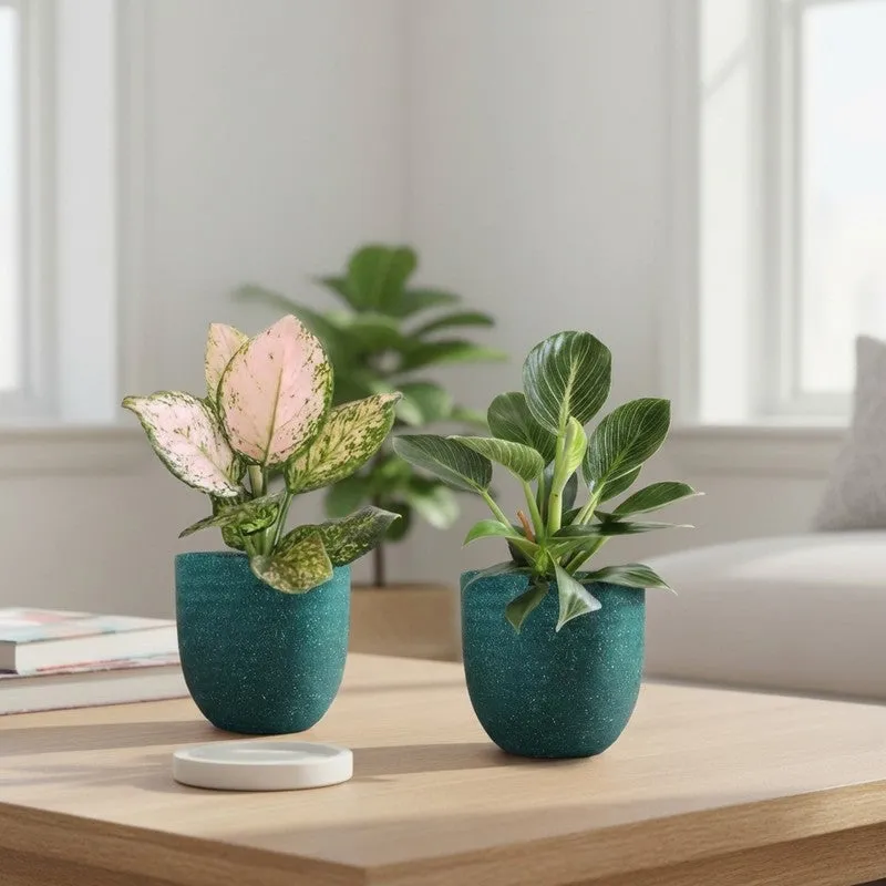 Greenkin Aglaonema Wishes & Birkin Live Plants (Green) - Set Of Two media 1
