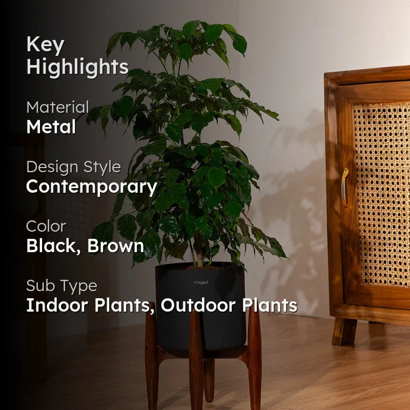Kyari China Doll Plant With Metal Self Watering Pot (Black) - 2.5 Feet media 2