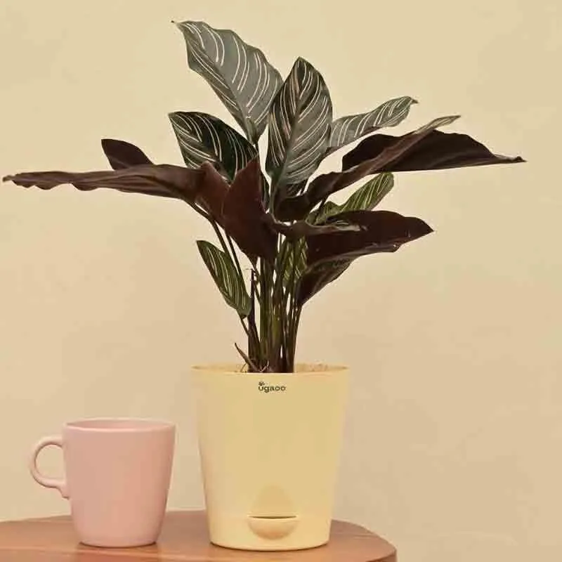 Ugaoo Calathea Sanderiana Plant media 4