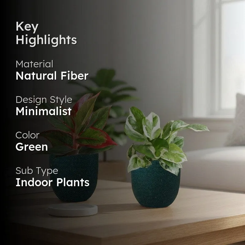 Greenkin Aglaonema Lipstick & Njoy Live Plants (Green) - Set Of Two media 2
