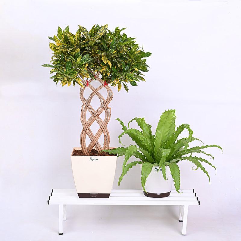 Botanika Elevate Metal Plant Stand (White)  - Set Of Two media 5