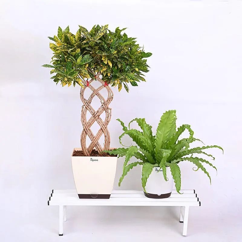 Botanika Elevate Metal Plant Stand (White)  - Set Of Two media 5