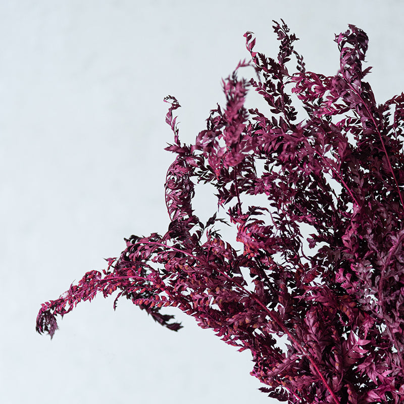 Lizeya Naturally Dried Bunch - Set Of Twelve
