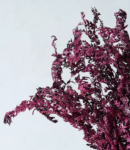Dried Flowers & Leaves