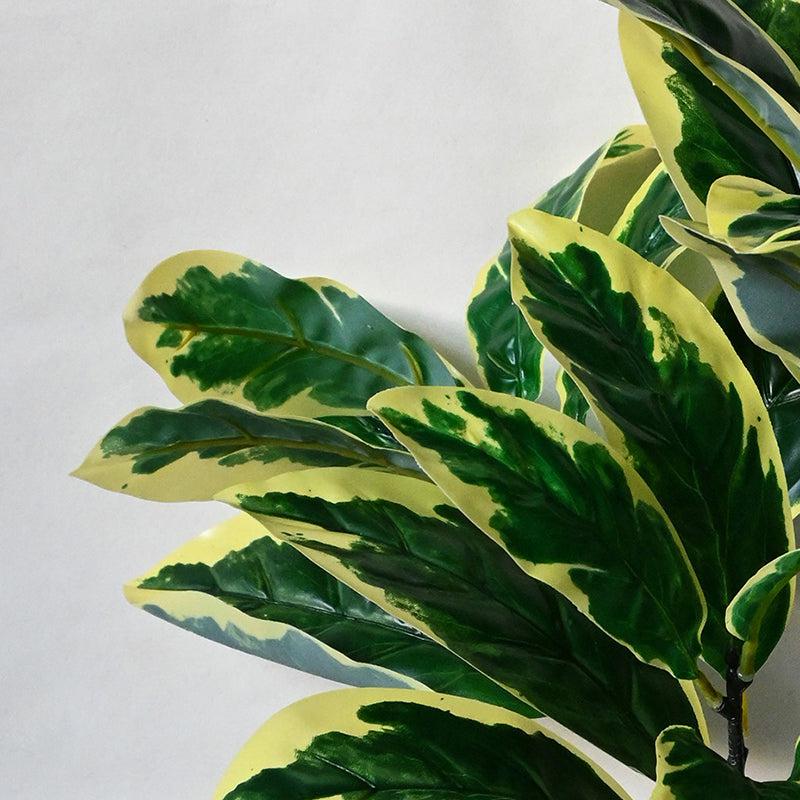 Faux Everlasting Pisonia Alba Plant With Black Plastic Pot - 74 cm (2.4 ft) media 4