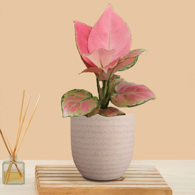 Greenkin Aglaonema Pink Live Plant - Ivory media 3