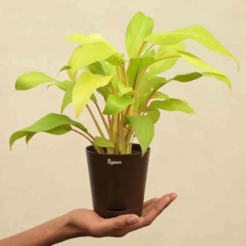 Ugaoo Philodendron Ceylon Golden Plant media 3