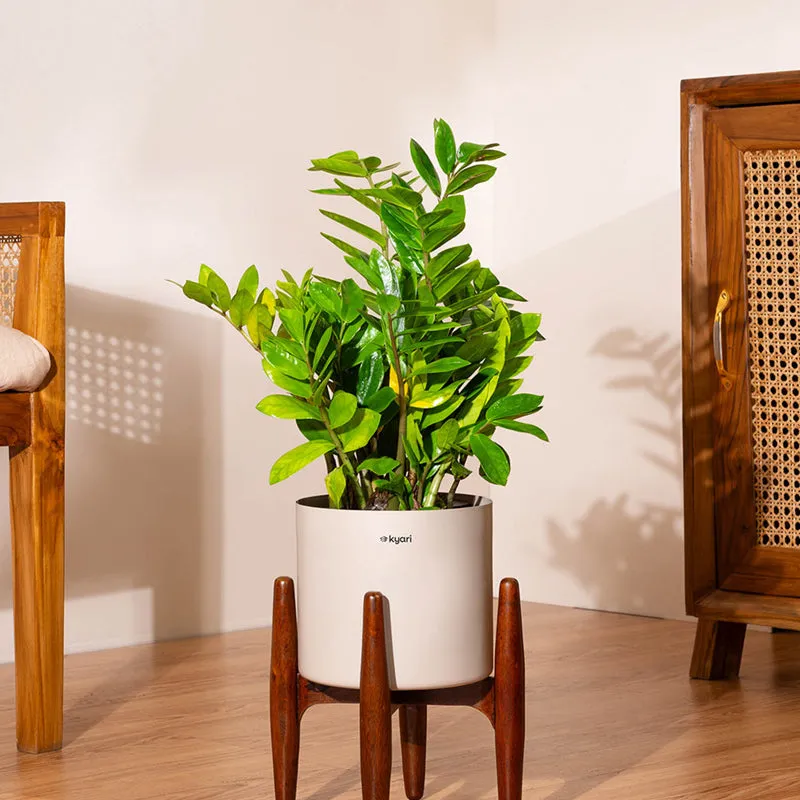 Kyari Green ZZ Plant With Metal Self Watering Pot (Beige) media 1