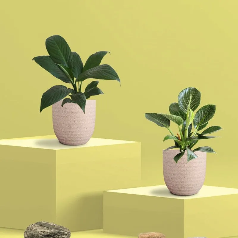 Greenkin Lily & Birkin Live Plants (Ivory) - Set Of Two media 3