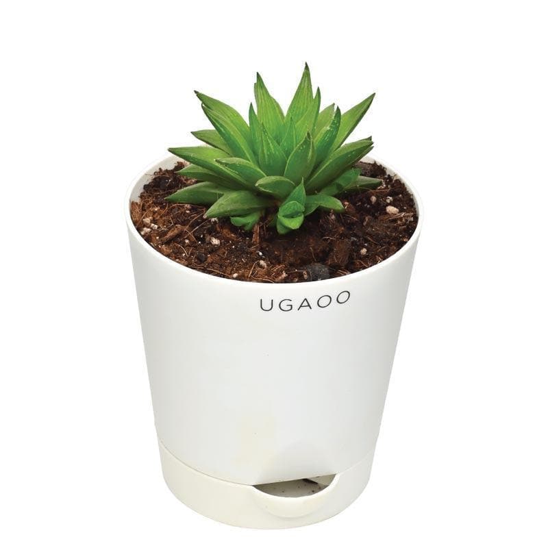 Ugaoo Haworthia Turgida