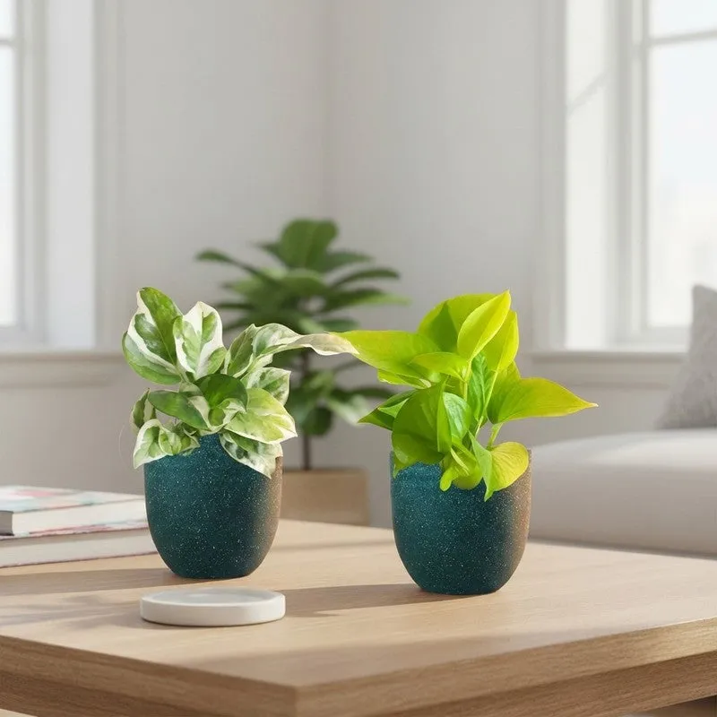 Greenkin Money Plant & Golden Pothos Live Plants (Green) - Set Of Two media 1