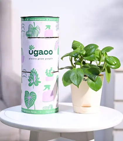 Live Plants
