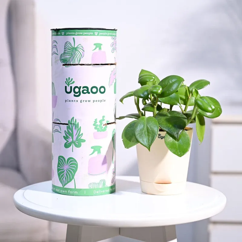 Ugaoo Peperomia Green Creeper Plant media 1