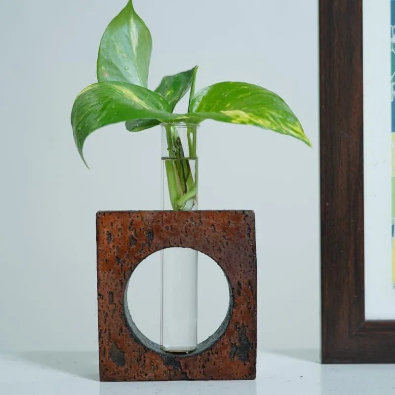 Ember Cork Testube Planter media 4