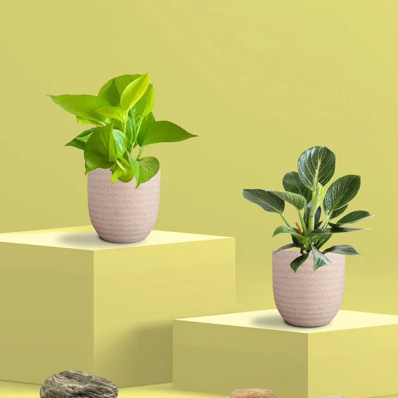 Greenkin Birkin & Golden Pothos Live Plants (Ivory) - Set Of Two media 3