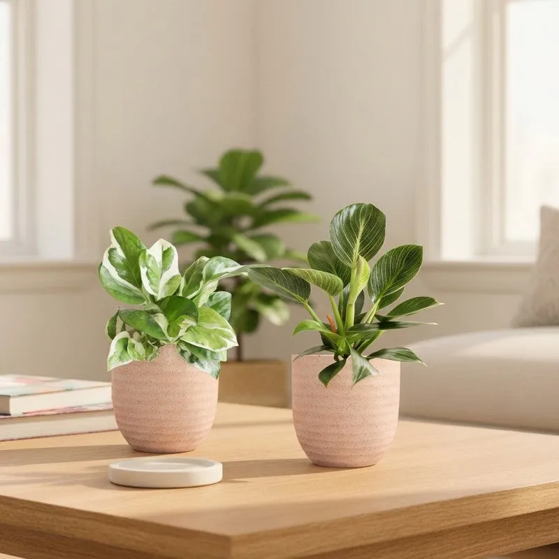 Greenkin Birkin & Njoy Live Plants (Ivory) - Set Of Two media 1
