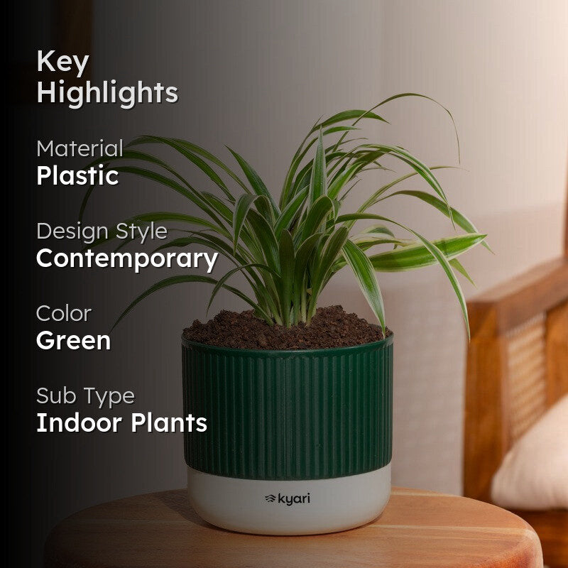 Kyari Spider Plant with Self Watering Pot - Green media 2