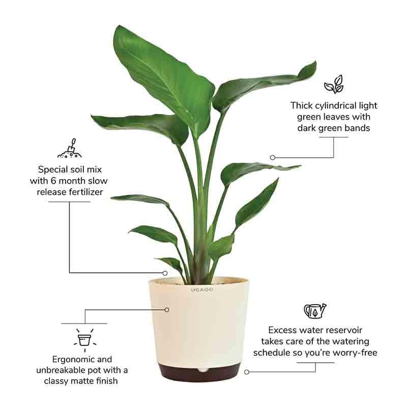 Ugaoo Bird of Paradise Plant - Big media 7