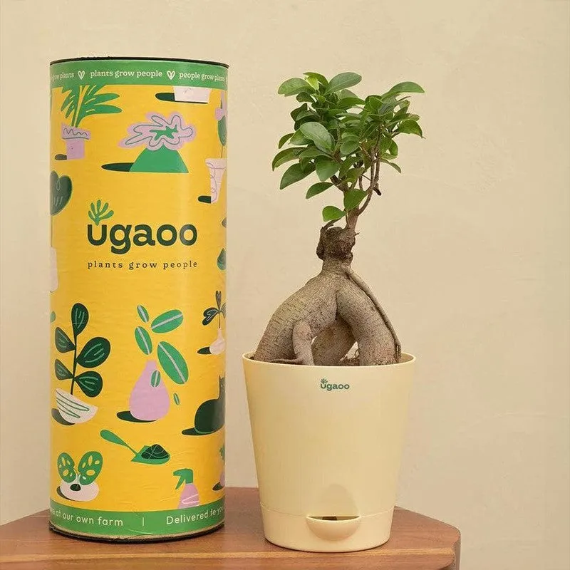 Ugaoo Ficus Bonsai Plant media 5