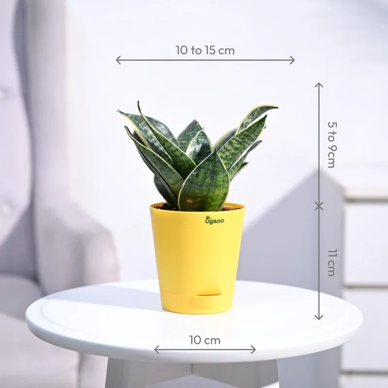Ugaoo Snake Plant - Golden Hahnii media 7